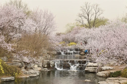 beijing botanical garden