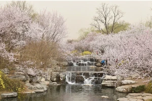 beijing botanical garden