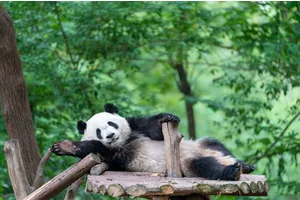 Chengdu research base of giant panda travel guide